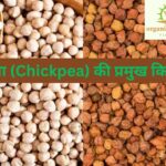 चना (Chickpea) की प्रमुख किस्में