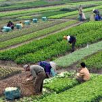 define mixed farming