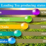 tea producing states in india